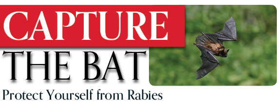 Capture the Bat | Protect yourself from rabies page banner with words and photo of a bat in flight