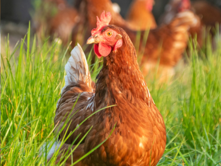 photo of rooster in green grass