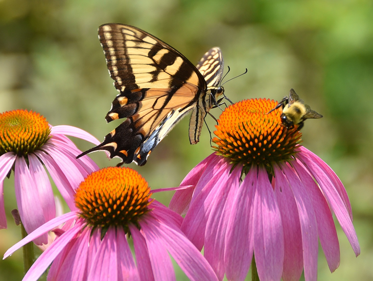 closeup photo of a butterfly and a bee on a group of flowers