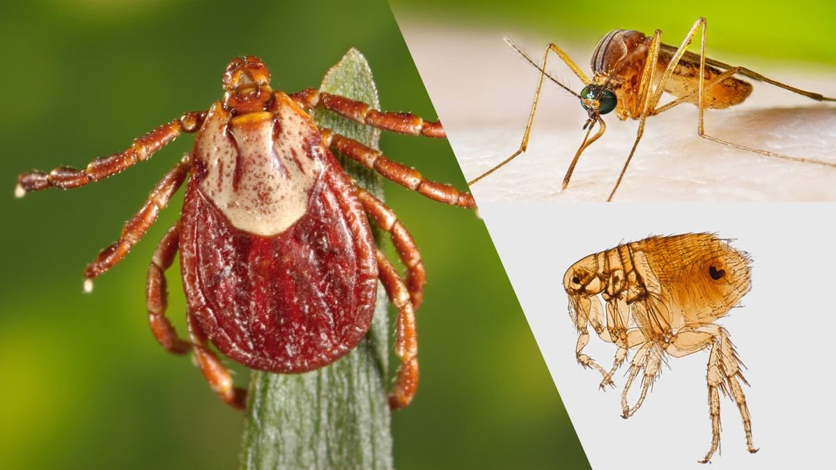 photo montage of a tick, a flea and a mosquito