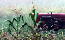 Photo of a tractor near some corn