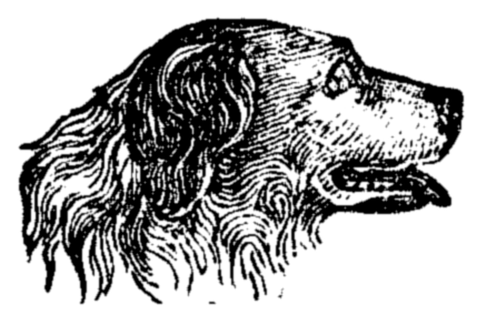 Etching of a dog
